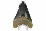 Serrated, Fossil Megalodon Tooth - Great Color #145420-2